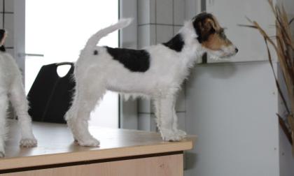 Drahthaar Foxterrier Welpen.