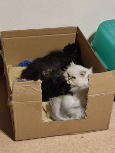 Einzelkind Perser Kitten