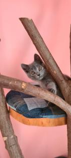 Reinrassige Chartreux Kitten