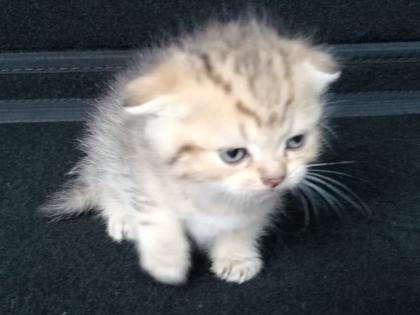 British Kurzhaar Kitten Blue Golden Tabby