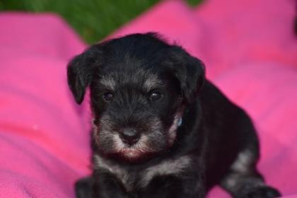 Zwergschnauzer Welpen mit Papieren