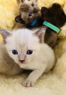 Reinrassige Burma Kitten
