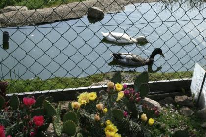 Maurische Landschildkröten Testudo graeca ibera eigene Nachzuchten von 2023 22 21 und 20.