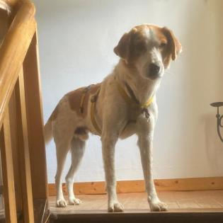 Bronco / Status sucht ein Zuhause