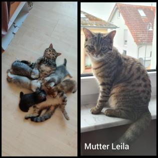 Reinrassige Britisch Kurzhaar Katzenbabys suchen ein schönes zuhause
