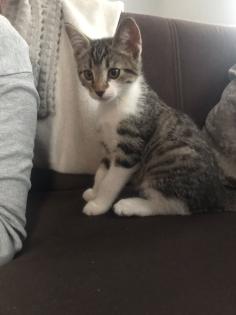Katzenkitten zu verkaufen