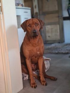 Rhodesian Ridgeback Welpen Mai 2023 vom Züchter