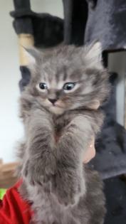 Süsse Main Coon Kitten