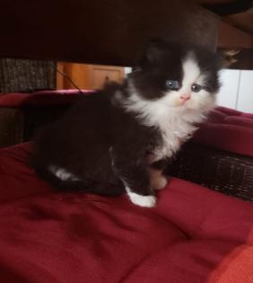 Perser Katze mit Nase