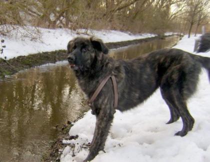 Mix- Rüde 1 Jahr freundlich und sensibel
