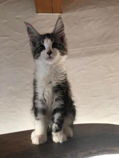 Reinrassige Maine Coon Kitten mit Stammbaum auszugsbereit