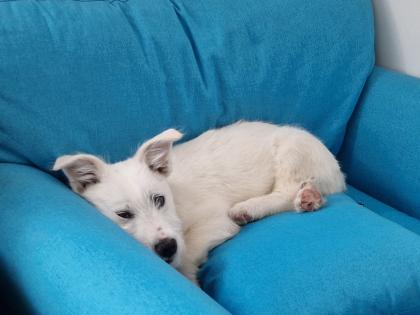 Kalle kinderlieber Terrier-Mischling