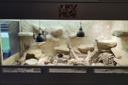 Bartagame m mit großem Terrarium Quarantäneterrarium inkl. Beleuchtung und viel Zubehör