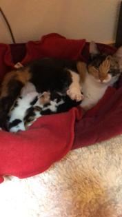 Bezaubernde Katzenbabies