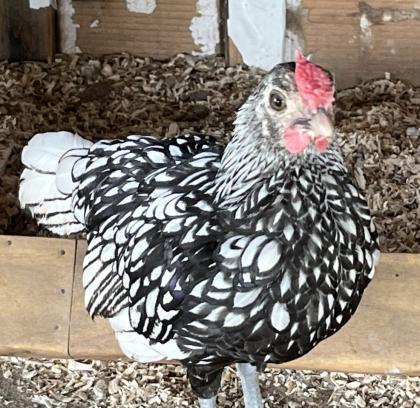 Sebright Zwerghuhn Hahn