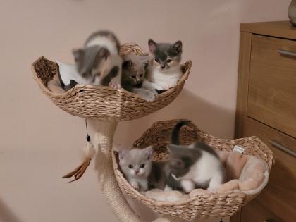 Reinrassige BKH Kitten auszugsbereit