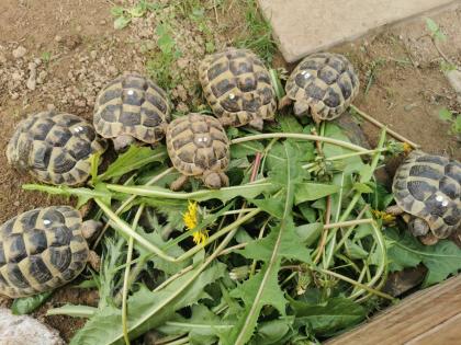 Testudo Hermanni Boettgeri Nachzuchten von 2014 und 2020 aus guter Freilandhaltung