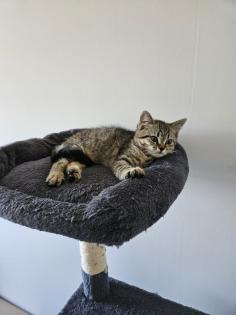 Verschenke BKH-Maine-Coon Kätzchen