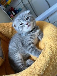 BKH / scottish fold Kitten suchen neuen Wirkungskreis