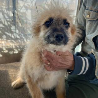 Fido / Status sucht ein Zuhause