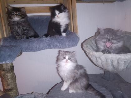 Perser Katze mit Nase