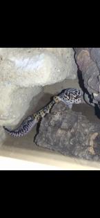 Leopardgecko Männchen Blood x Bold Bandit