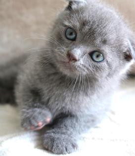 Wunderschöne BKH Kitten Farbe Blue Lilac