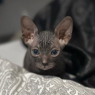 Don- Canadian Sphynx/ Sphinx Kitten