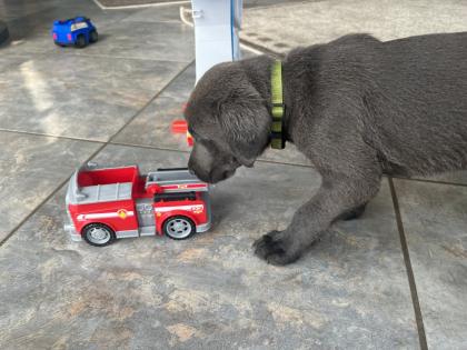 Labrador Welpen grau/schwarz