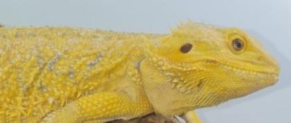 Suche intensiv gelbe Farb-Bartagamen z B. Citrus Citrus Hypo Leatherback etc.