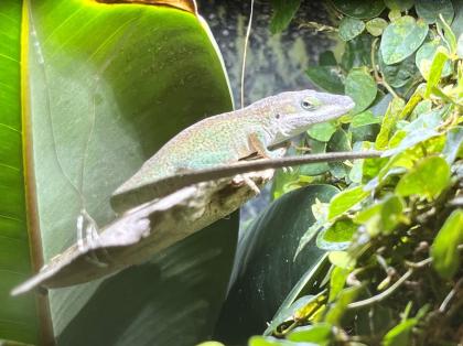 Rotkehlanolis anolis carolinensis