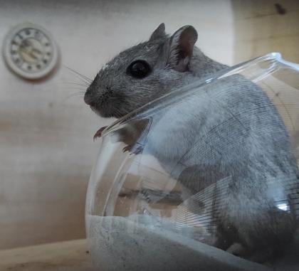 Rennmaus Weibchen 1Jahr alt Kiel