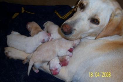 SÜSSE LABRADOR WELPEN EMMA HAT WUNDERSCHÖNE LABBI BABYS ZUR WELT GEBRACHT