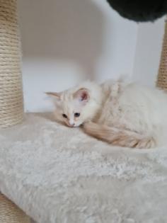 Heilige-birma Kitten