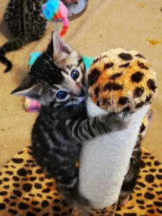 Wunderschöne Bengalkitten reinrassig Kätzchen 31. 12. 2022