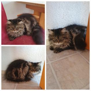 Reinrassige Perser Kitten mit Nase