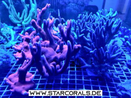 Korallen eigene Nachzucht SPS LPS zu verkaufen