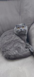 Katze Molly sucht dringend neue Familie