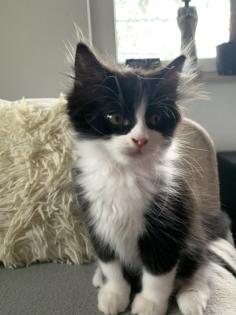 Ragdoll Mix Babykatzen Kitten