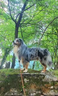 Deckrüde Australian Shepherd bluemerle
