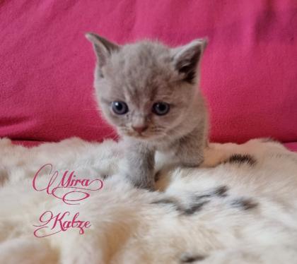 Britisch Kurzhaar Kitten