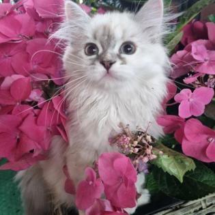 Süße Ragdoll Kitten