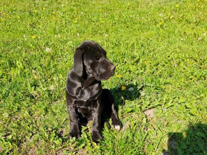 Mischlingswelpen Cane Corso Labrador Dogge