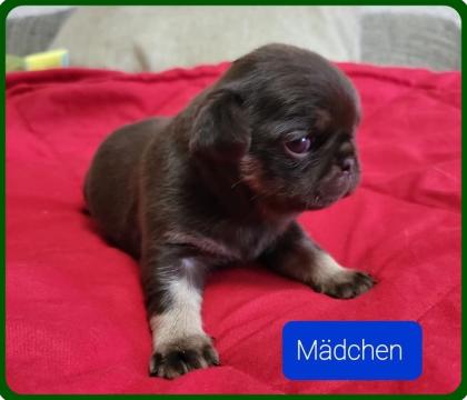 Altdeutsche Mops Welpen