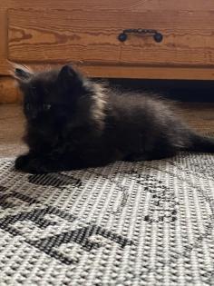 Edelmix Kätzchen Ragdoll Angora