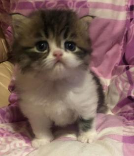 Perserkitten Perserbabys