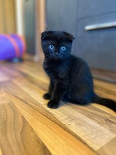 Kitten Abgabebereit