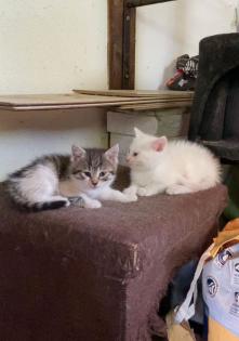 Süße Bauernhofkitten zu verkaufen