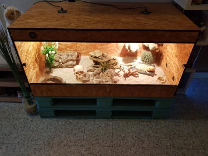 Bartagame männlich 8 J. mit Terrarium und Einrichtung