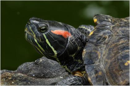 Biete weibliche Rotwangen-Schmuckschildkröte n Trachemys scripta elegans